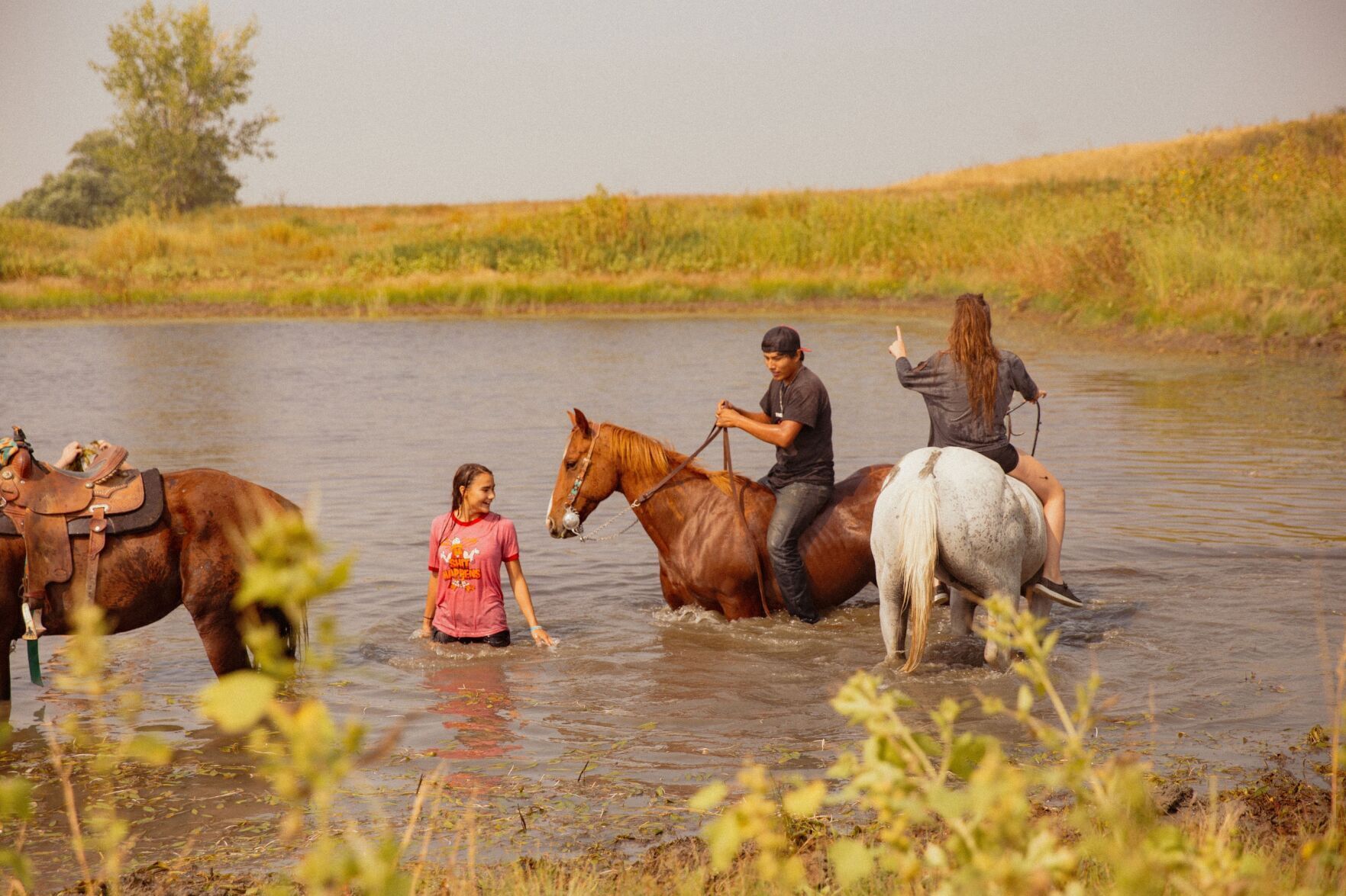 Horses